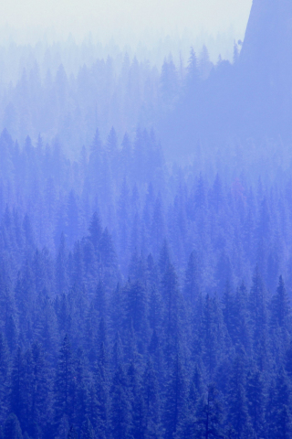 Pine trees, forest, blue, 240x320 wallpaper