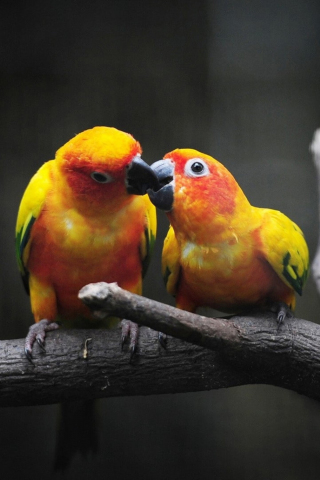 Parrot pair, kiss, birds, 240x320 wallpaper