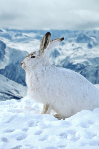 Bunny, rabbit, animal, winter, outdoor, 240x320 wallpaper