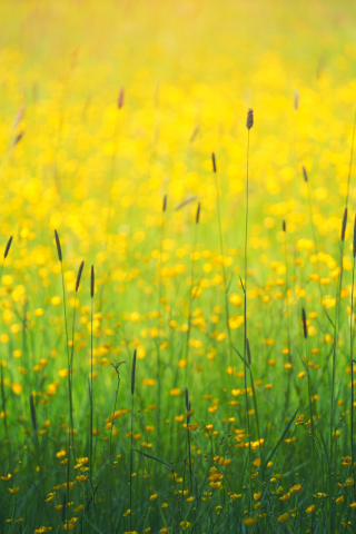 Flowers field, yellow flowers, plants, meadow, 240x320 wallpaper