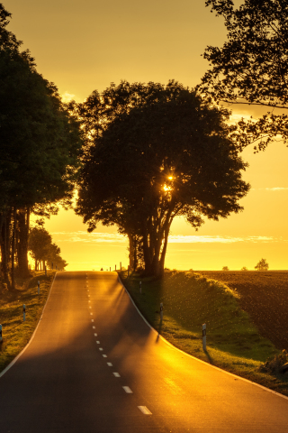 Road, sunset, tree, landscape, 240x320 wallpaper