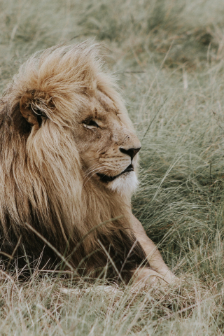 Lion, relaxed, predator, outdoor, 240x320 wallpaper