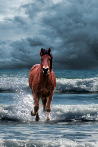 Horse, run, beach, sea waves, 240x320 wallpaper