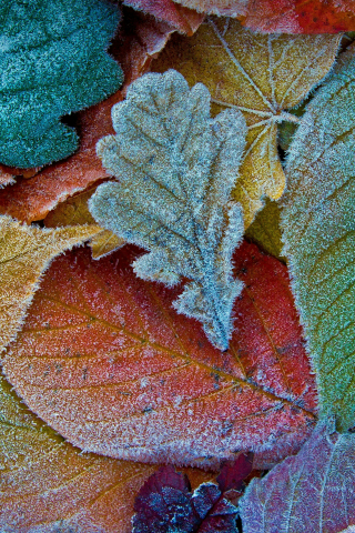 Colorful leaves, autumn, frost, 240x320 wallpaper