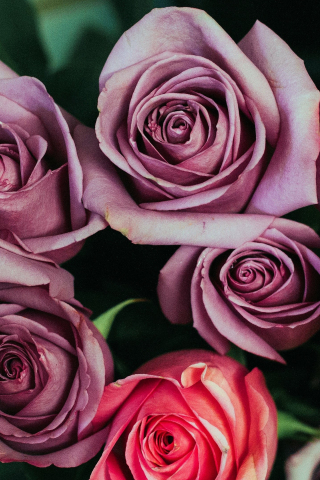 Roses, light pink and red flowers, decoration, 240x320 wallpaper