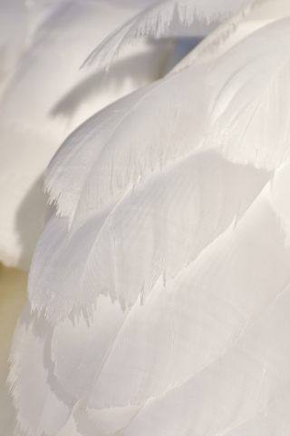 White feathers, swan, close up, 240x320 wallpaper