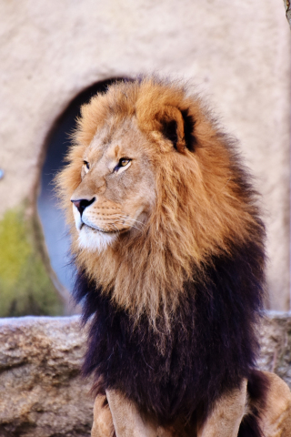 Mighty, lion, predator, calm, fur, 240x320 wallpaper