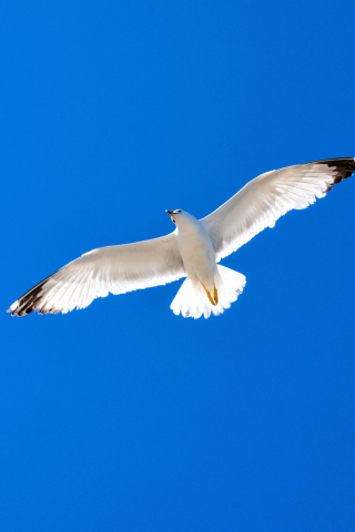 White bird, seagull, blue sky, 240x320 wallpaper