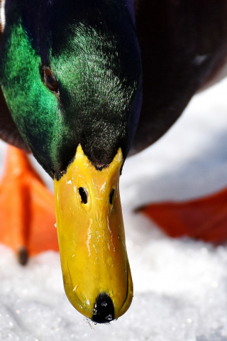 Duck, mallard, beak, muzzle, colorful, 240x320 wallpaper