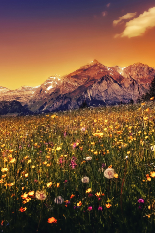 Landscape, plants, mountains, sunset, 240x320 wallpaper