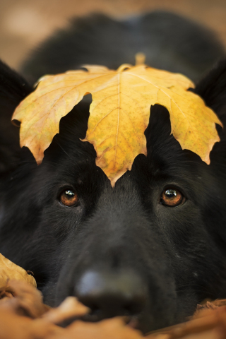 Dog and autumn, cute stare, close up, 320x480 wallpaper
