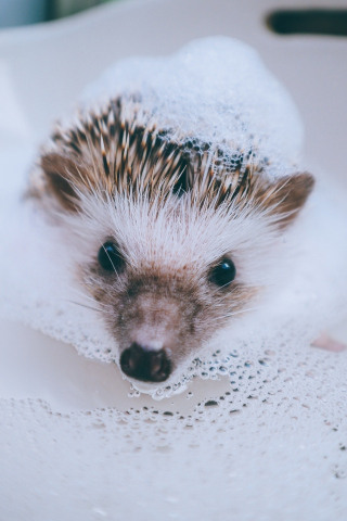 Hedgehog, animal, water, foam, bath, cute, 240x320 wallpaper