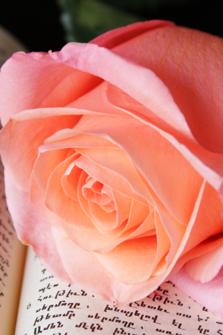 Close up, rose pink, adorable flower, 240x320 wallpaper