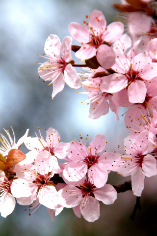 Tree branch, cherry tree, blossom, flowers, spring, 240x320 wallpaper