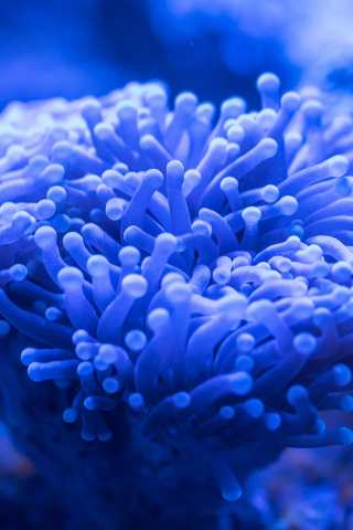 Blue coral, plants, underwater, 240x320 wallpaper