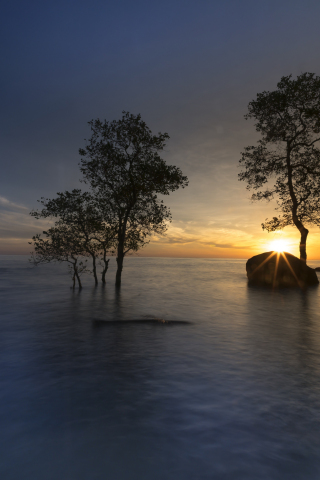 Mangrove, trees, sunset, sea, skyline, 240x320 wallpaper