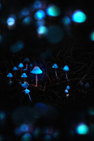 Mushrooms, toadstools, portrait, blue glow, 240x320 wallpaper