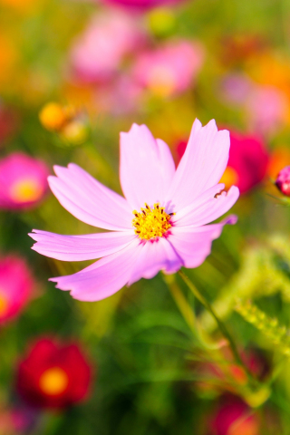 Download wallpaper 240x320 cosmos, pink flower, blur, bloom, old mobile, cell  phone, smartphone, 240x320 hd image background, 19427
