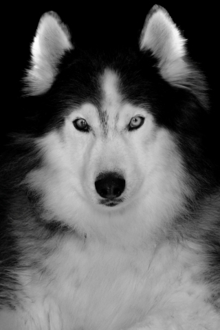 Siberian Husky, pet, dog, art, 240x320 wallpaper