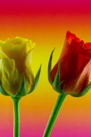 Gradient, yellow red roses, flowers, 240x320 wallpaper