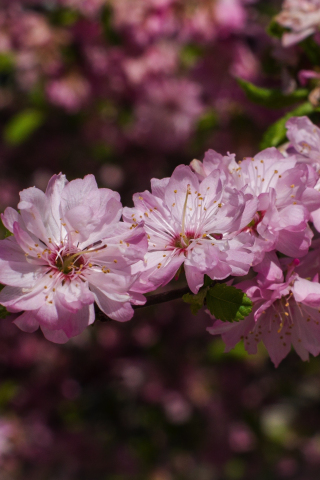Almond flowers, pink, blossom, flowers, 240x320 wallpaper