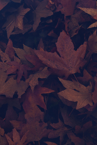 Dark, portrait, maple leaves, autumn, 240x320 wallpaper