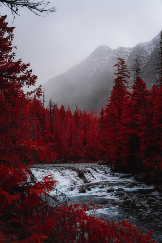 Red forest, tree, stream, nature, 240x320 wallpaper