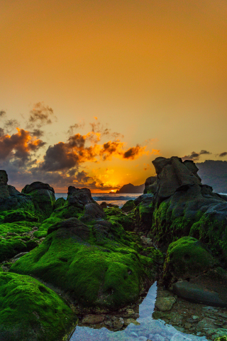Sunset, coast, beautiful rocks, moss, 240x320 wallpaper