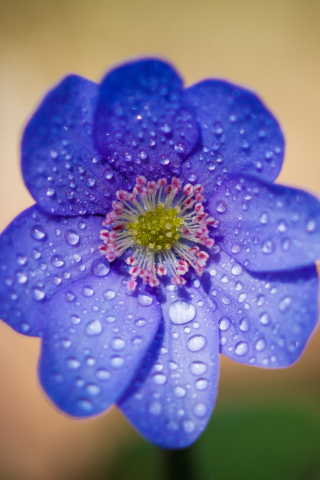 Blue flower, water drops, portrait, 240x320 wallpaper