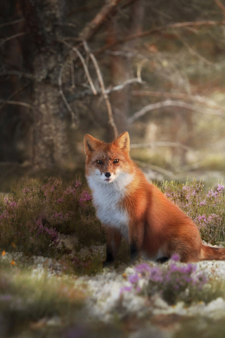 Wildlife, meadow, Red Fox, animal, 240x320 wallpaper