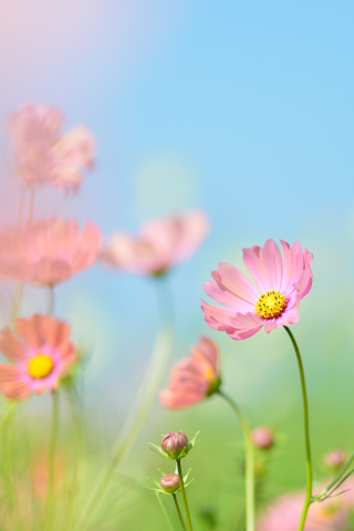Pink cosmos, flowers, meadow, plants, blur, 240x320 wallpaper