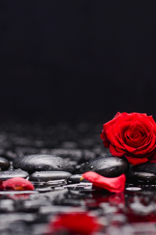 Red roses, petals, rocks, surface, 240x320 wallpaper