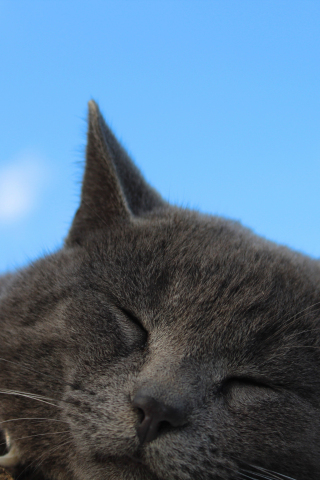 British Shorthair, Cat, muzzle, sleeping, 240x320 wallpaper