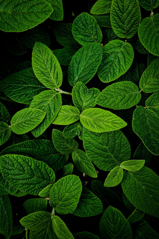 Leaves, macro, bright and green, 240x320 wallpaper