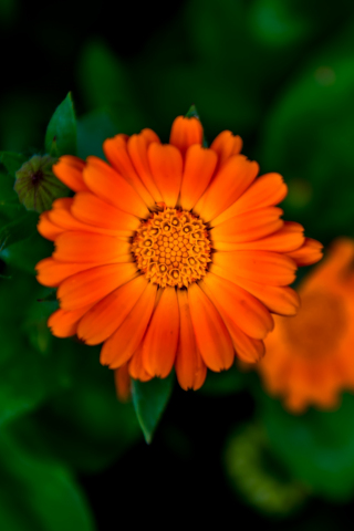 Flower, bloom, Marigold, blur, 240x320 wallpaper