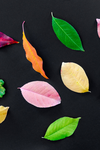 Autumn, various leaves, colorful, 240x320 wallpaper