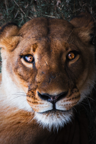 Lioness, female lion, curious, muzzle, close up, 240x320 wallpaper