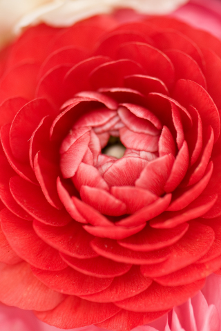 Close up, red buttercup, bud, petals, 240x320 wallpaper