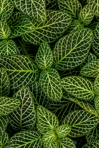 Plants, leaves, green, striped, 240x320 wallpaper