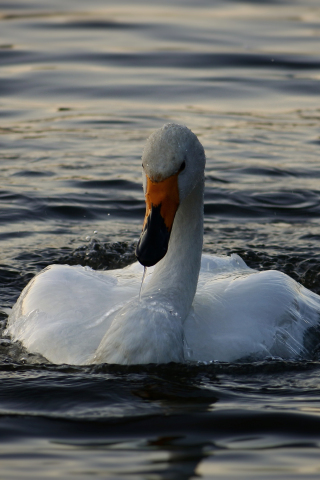 Swan, bird, white, swimming, water, 240x320 wallpaper