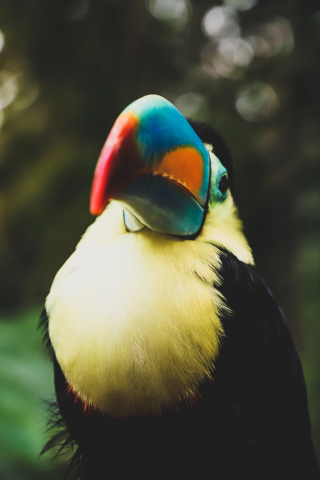 Toucan, colorful, beak, bird, 240x320 wallpaper
