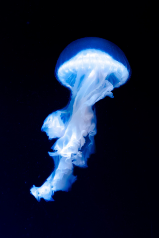 Blue jellyfish, dark, glow, 240x320 wallpaper