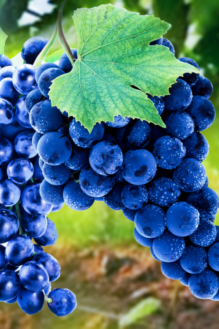 Grapes, blue, fruits, ripen, 240x320 wallpaper