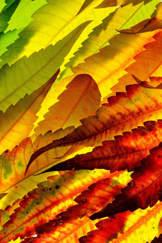 Colorful, leaf, autumn, close up, 240x320 wallpaper