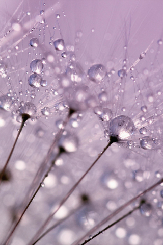 Dandelion, dew drops, close up, 240x320 wallpaper