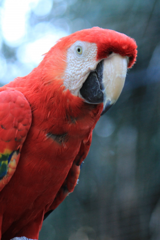 Parrot, red macaw, bird, 240x320 wallpaper