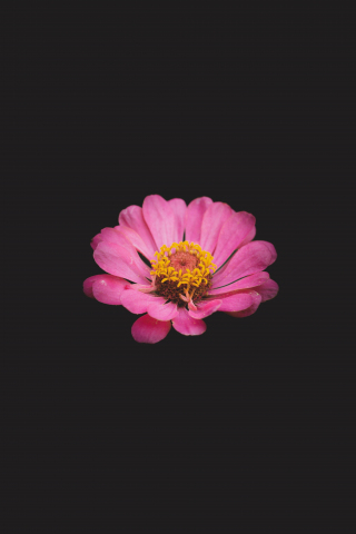 Portrait of flower, pink, 240x320 wallpaper