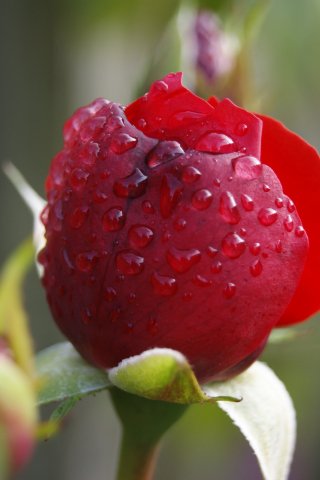 Red rose, close up, water drops, 240x320 wallpaper