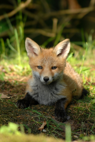 Cute, baby fox, animal, 240x320 wallpaper
