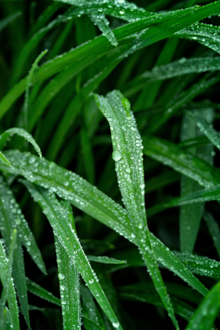 Green grass, nature, droplets, 240x320 wallpaper